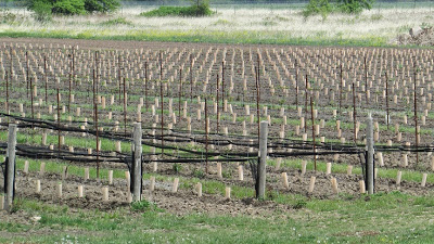 Coyote's Run Winery