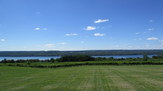 Finger Lakes Vineyard