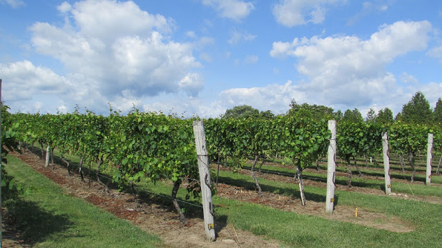 Vineyards at Quai du Vin Estate Winery