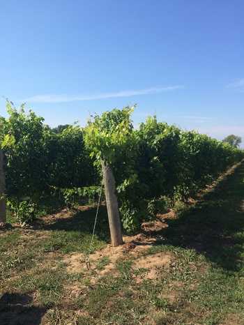 Grape vines at North 42 Degrees Winery.