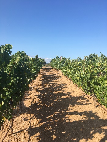 Campo Viejo Vineyards